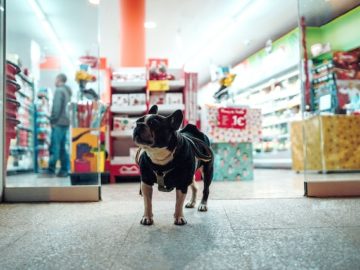 pet shop in Dubai