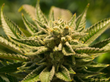 What Is Hemp