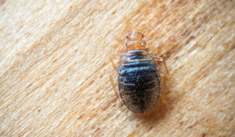 The Most Common Kinds of Bugs You’ll Find at Home