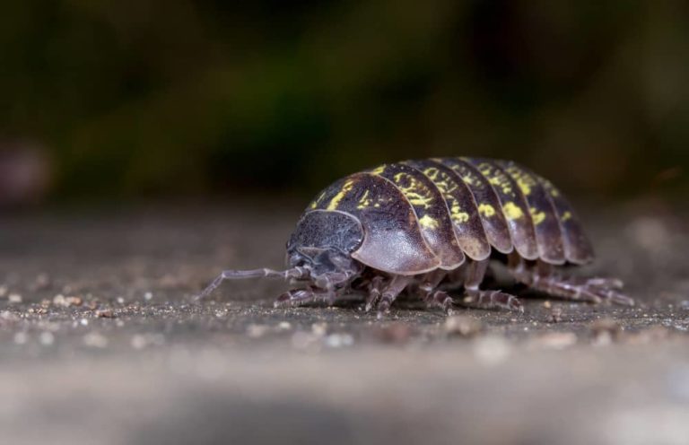 Roly Poly Pets