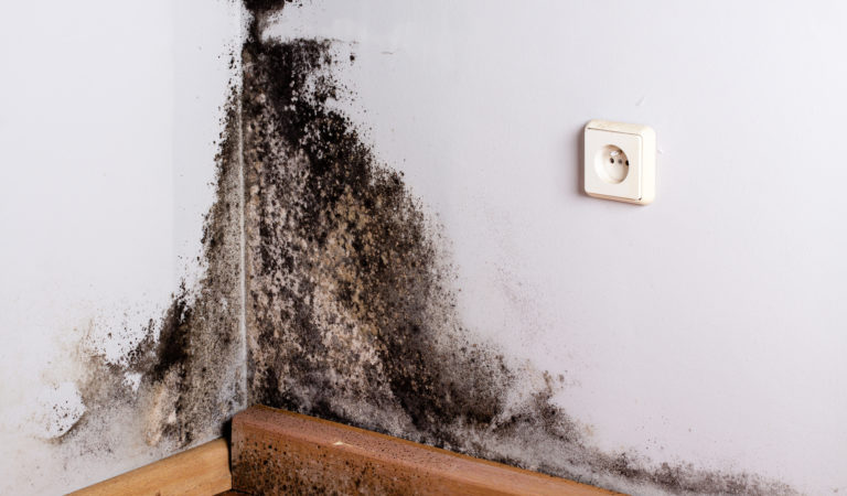 Black Mold vs Mildew: What Are the Differences?