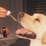 CBD help dogs to fight aggression