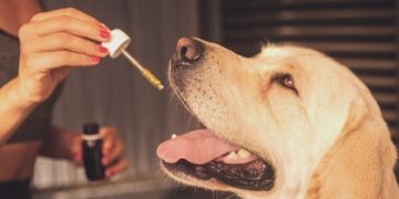 CBD help dogs to fight aggression