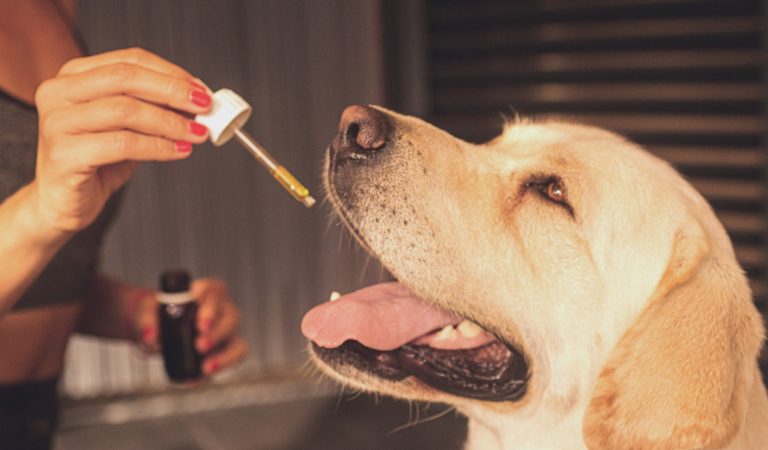 How does CBD help dogs to fight aggression?