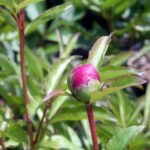 Paeonia lactiflora Pallas