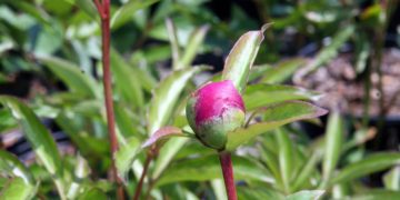 Paeonia lactiflora Pallas
