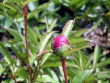 Paeonia lactiflora Pallas