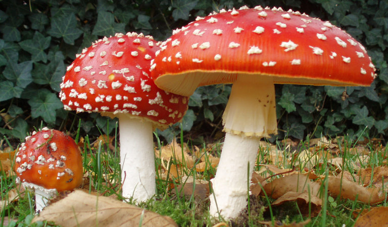 The use of red mushroom in folk medicine