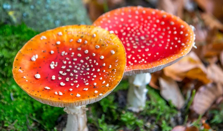 Practical use of fly agaric in modern medicine