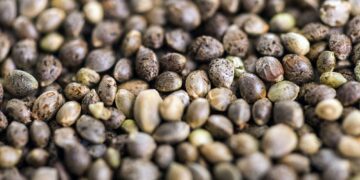 Marijuana Seeds Online