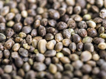 Marijuana Seeds Online