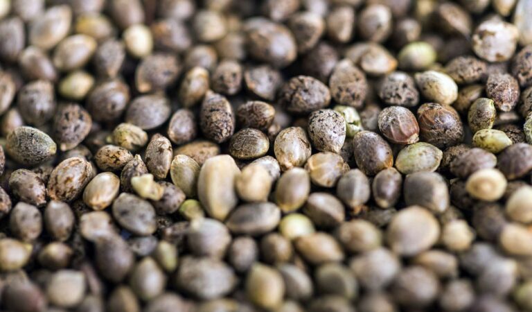 A Complete Guide to Finding Quality Marijuana Seeds Online