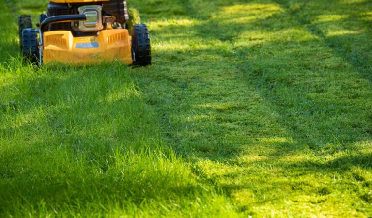 10 Simple Ways to Keep Your Lawn Healthy Year-Round